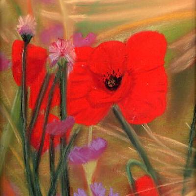 Coquelicot